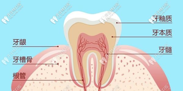 牙齒的結(jié)構(gòu)示意圖